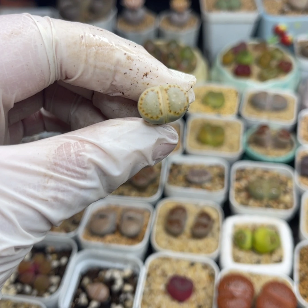 肥***咩多肉植物一物一拍37