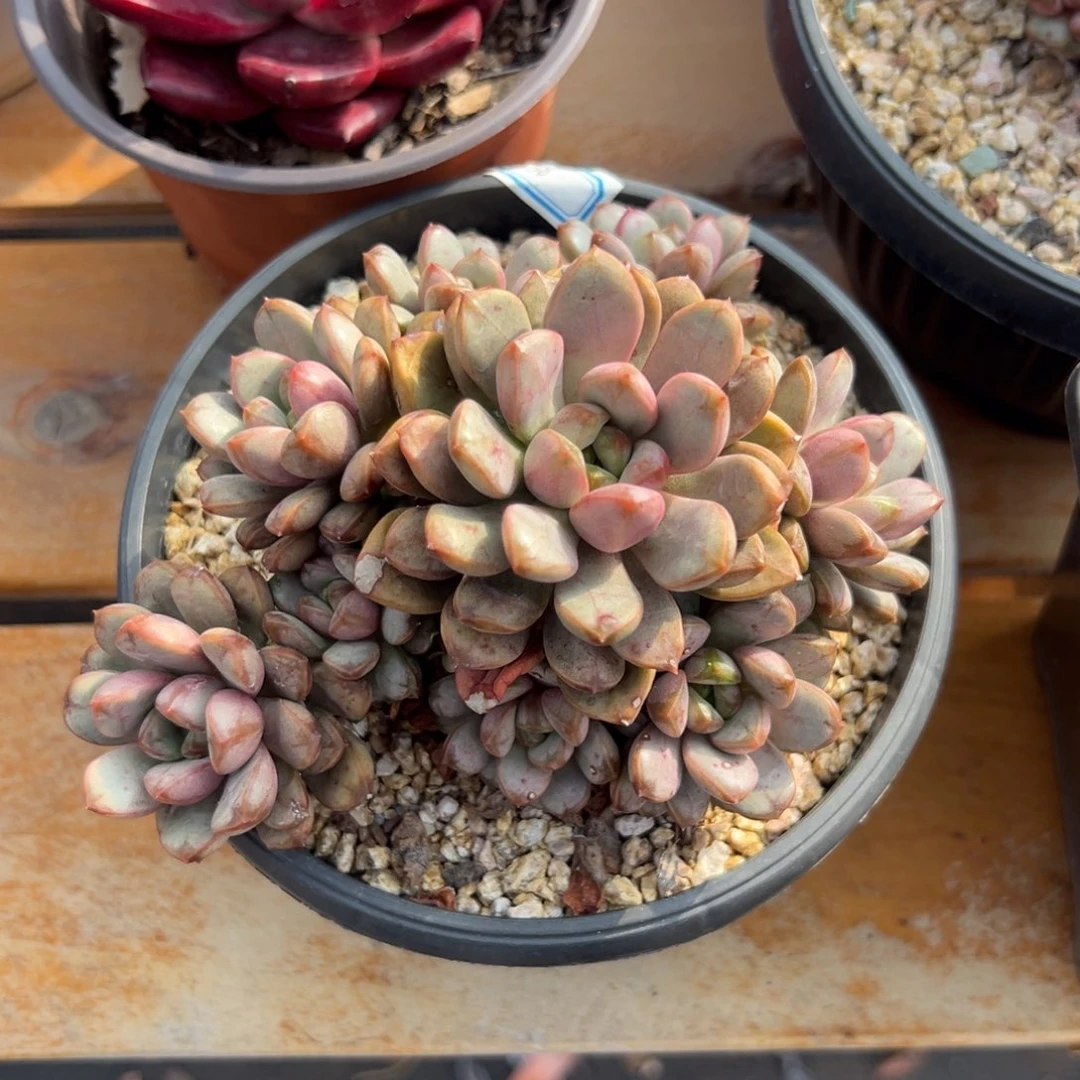 多肉植物老桩多头葡萄