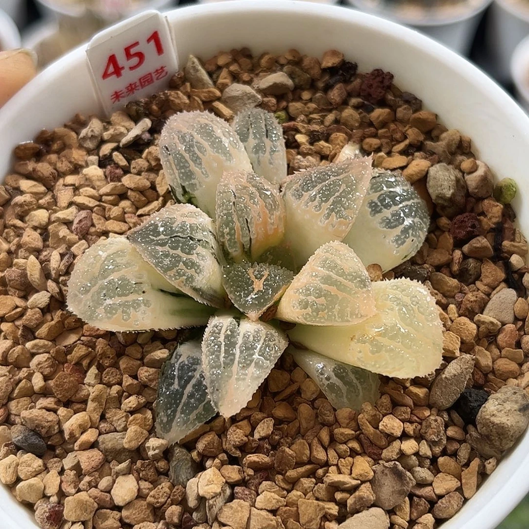 451糊斑具味城寿锦福利