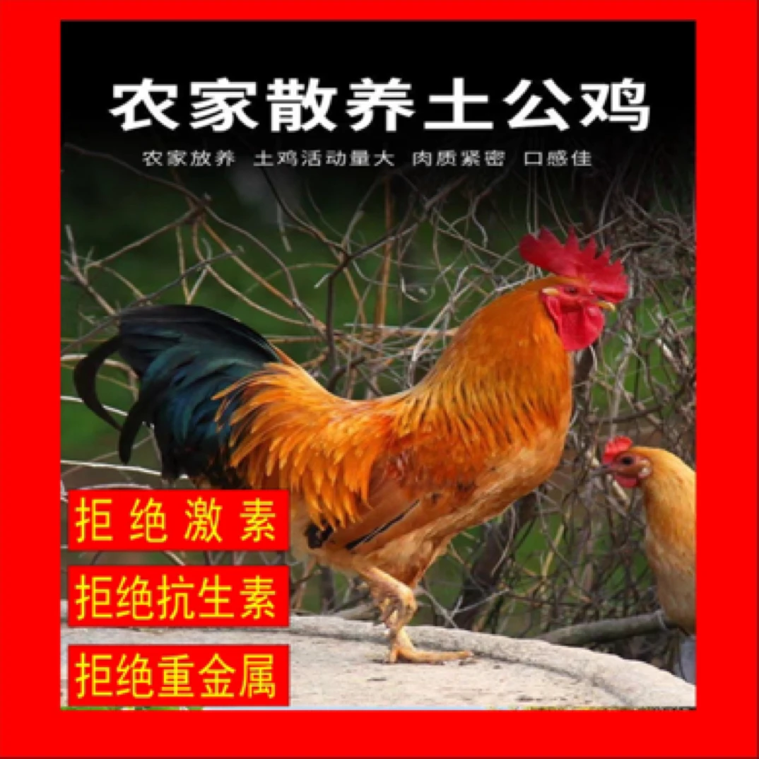 1年以上纯粮食喂养跑山鸡