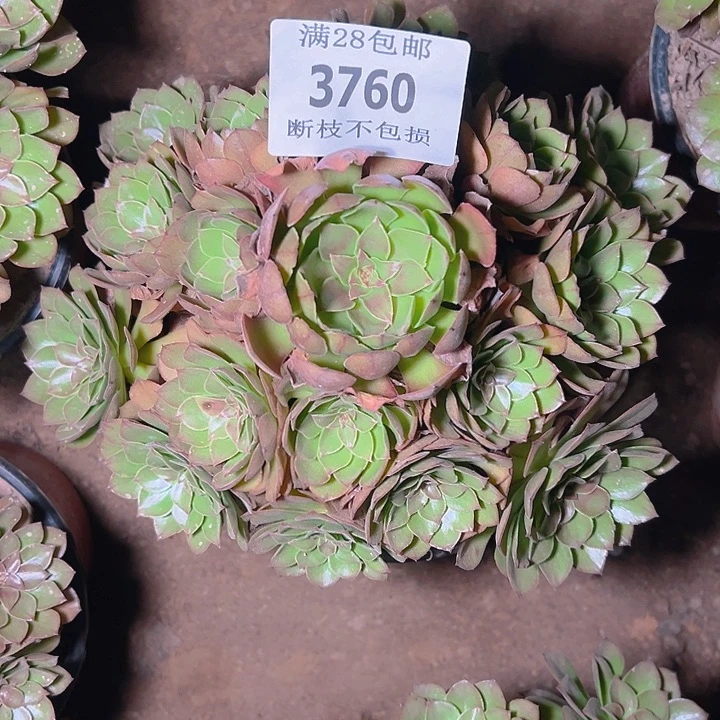 3760桃花石多肉植物