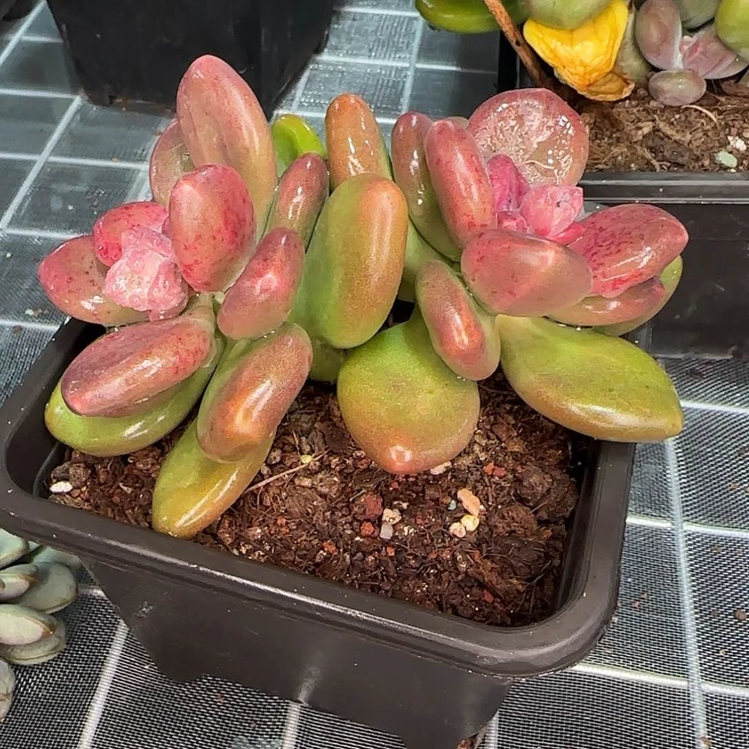 从前慢花园精选芒果奶