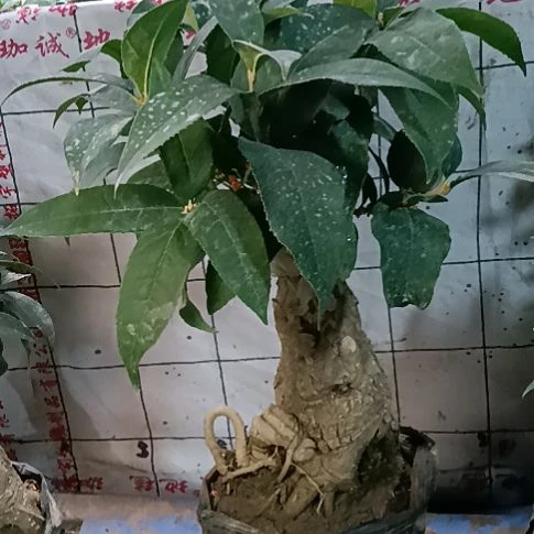 和***生完全开放四季丹桂