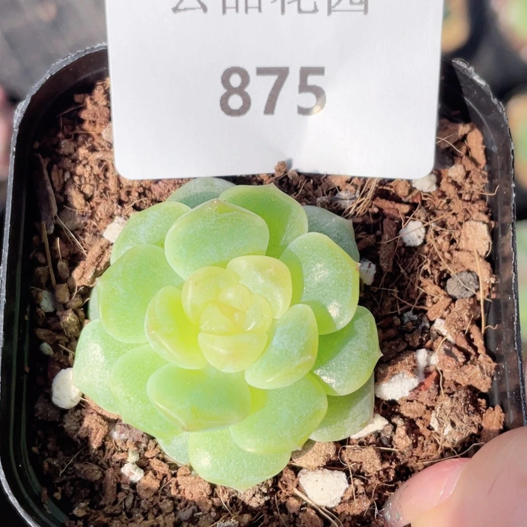 875号糖心冰心珍妮 无尽灯