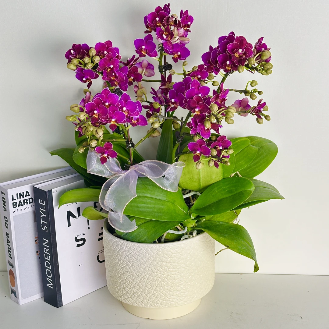 精品蝴蝶兰【圣诞树】浓香型花量多侧枝多桌面花紫红色盆栽耐养3