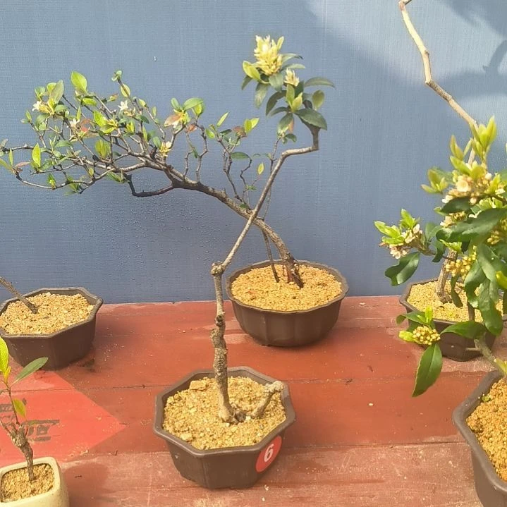 完全开放森*春花，海岛，春花，老庄