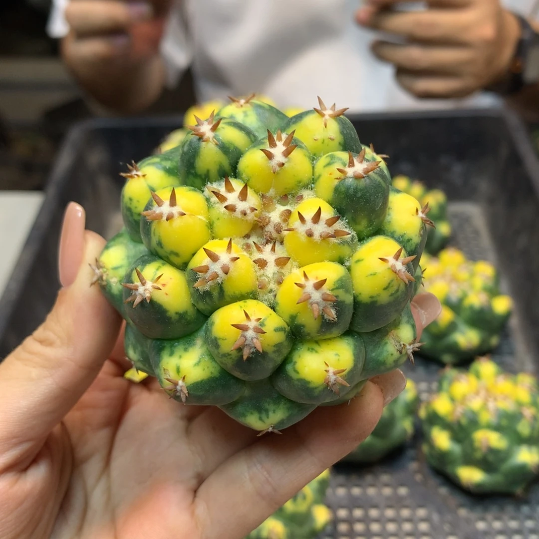 尤接 短豪刺獠牙锦 6公分起发 无根