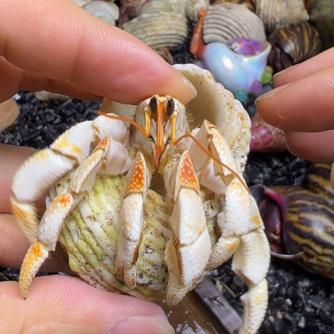 爬宠陆生寄居蟹2.2口