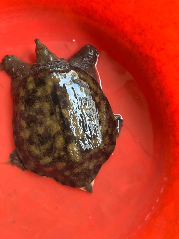 杰哥原生态甲鱼顺丰包邮