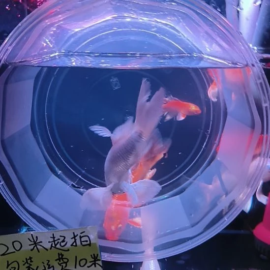 海水鱼福利一箱蝴蝶鲤大鳍大尾