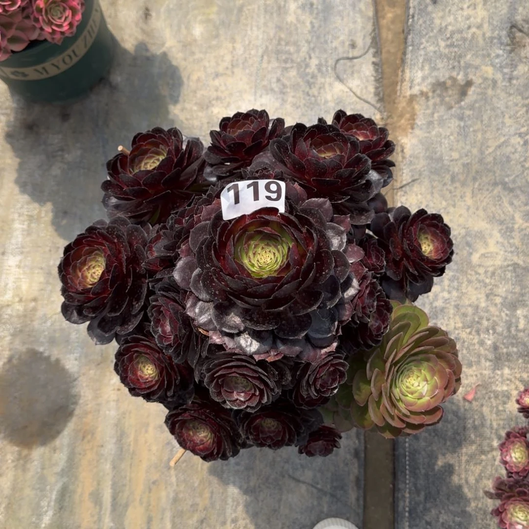 吉****阳119！黑森林法师多肉植物
