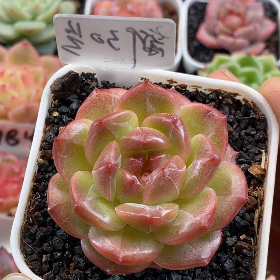 天官赐福百无禁忌