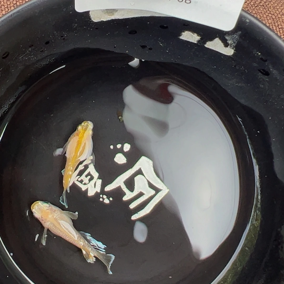 青鳉鱼628.酥油灯短一对