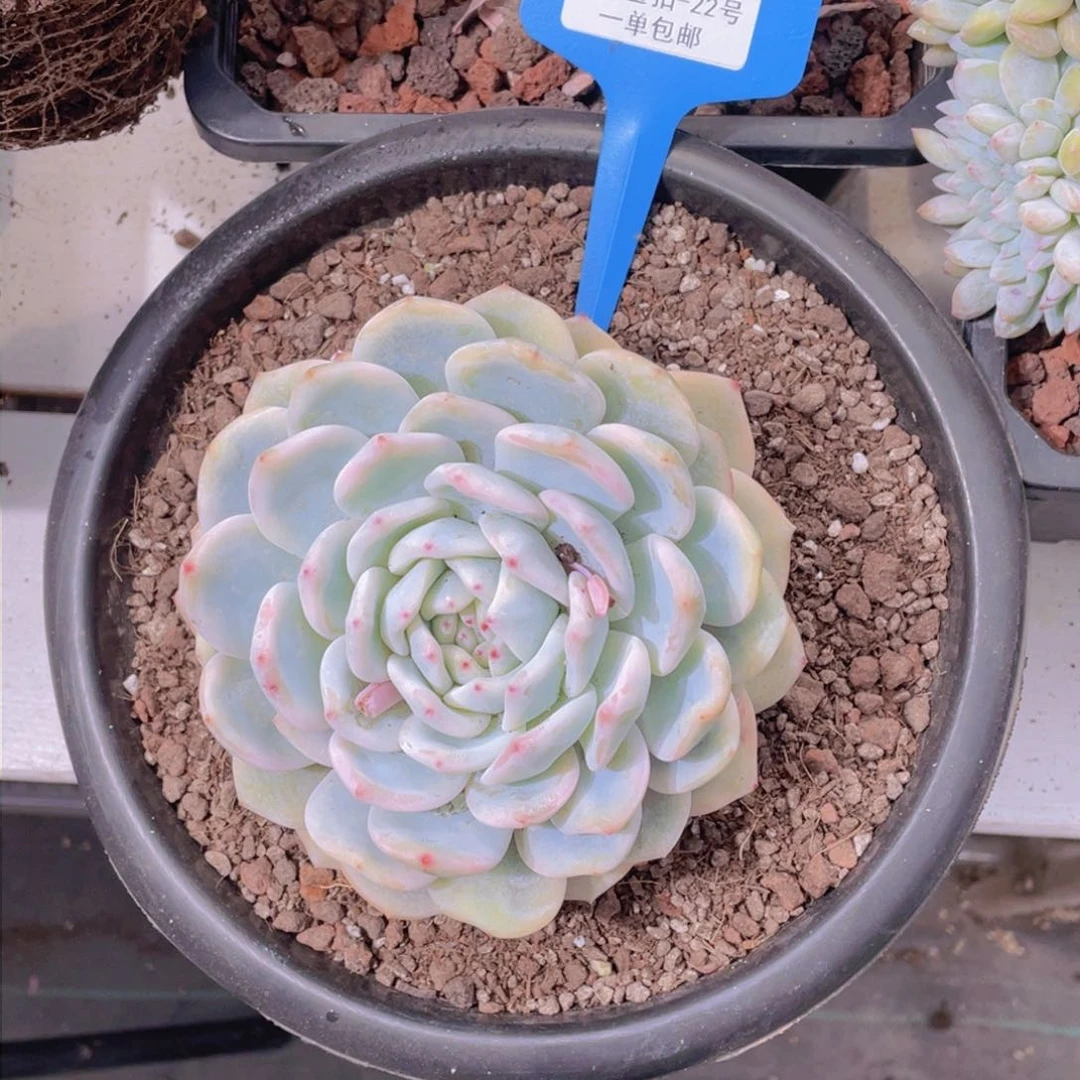 0221-梦露锦大单头一颗