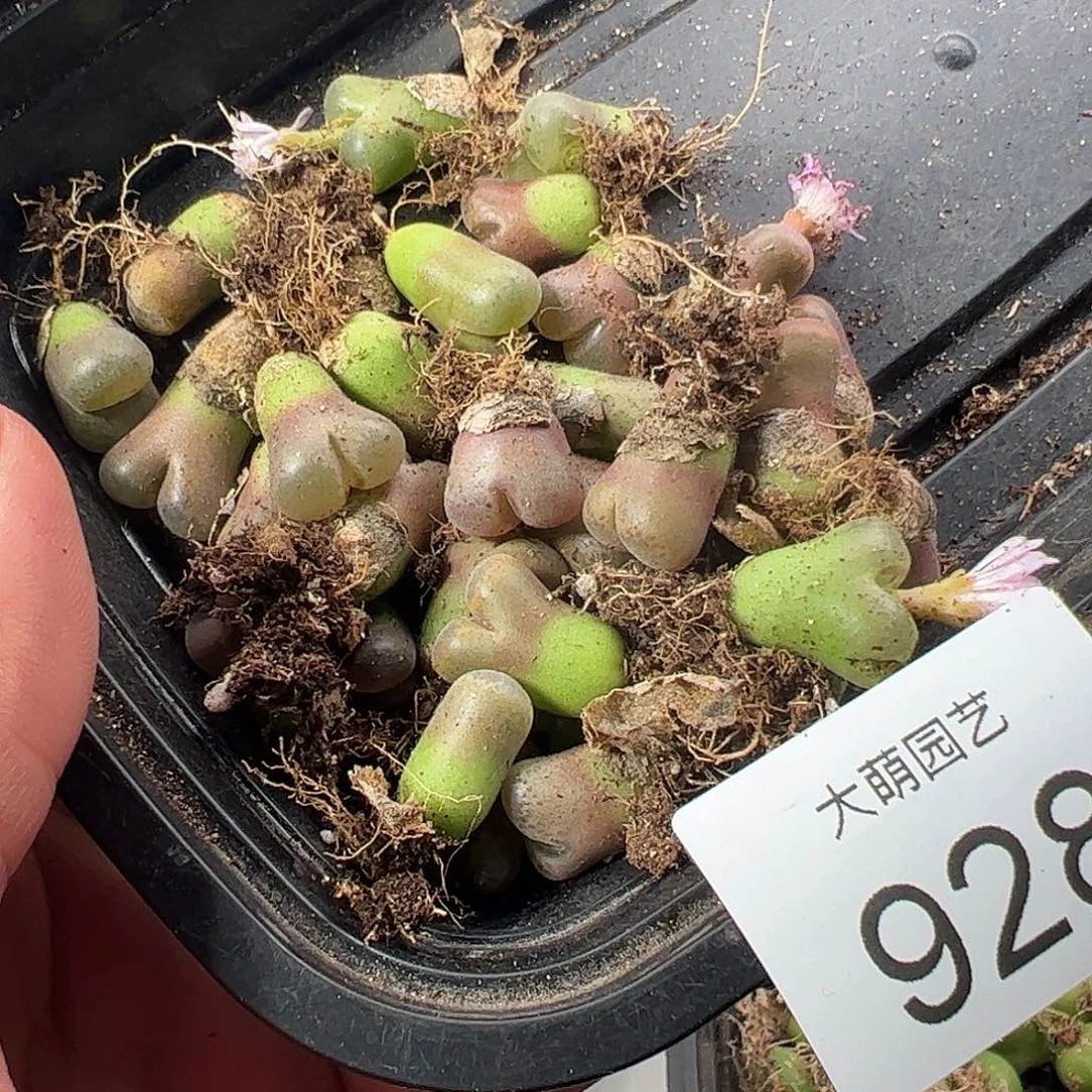 一物一拍默认微瑕。928