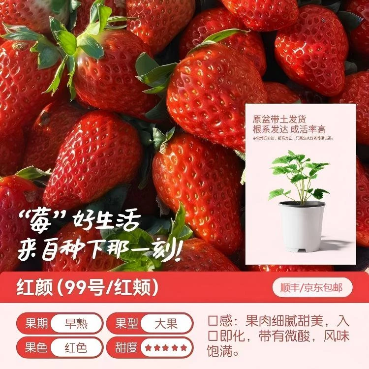 ［红颜］优质草莓盆栽带盆带土四季结果可食用室内阳台四季盆栽