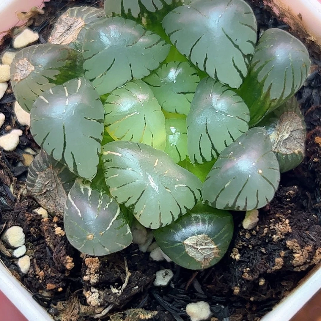 孔明灯锦十二卷多肉植物