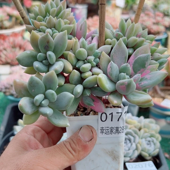 幸运的人会遇到你喜欢你