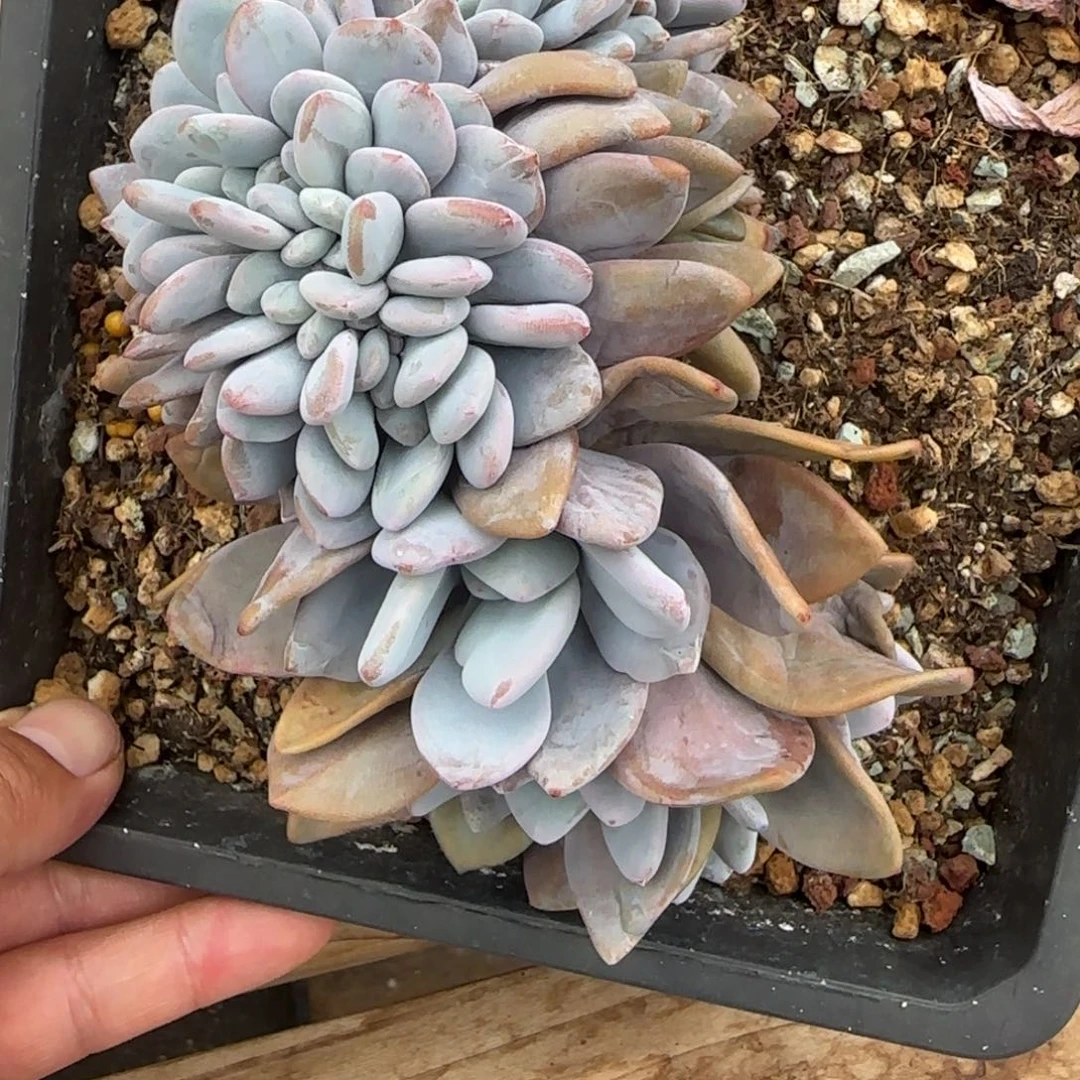 多肉植物一物一拍