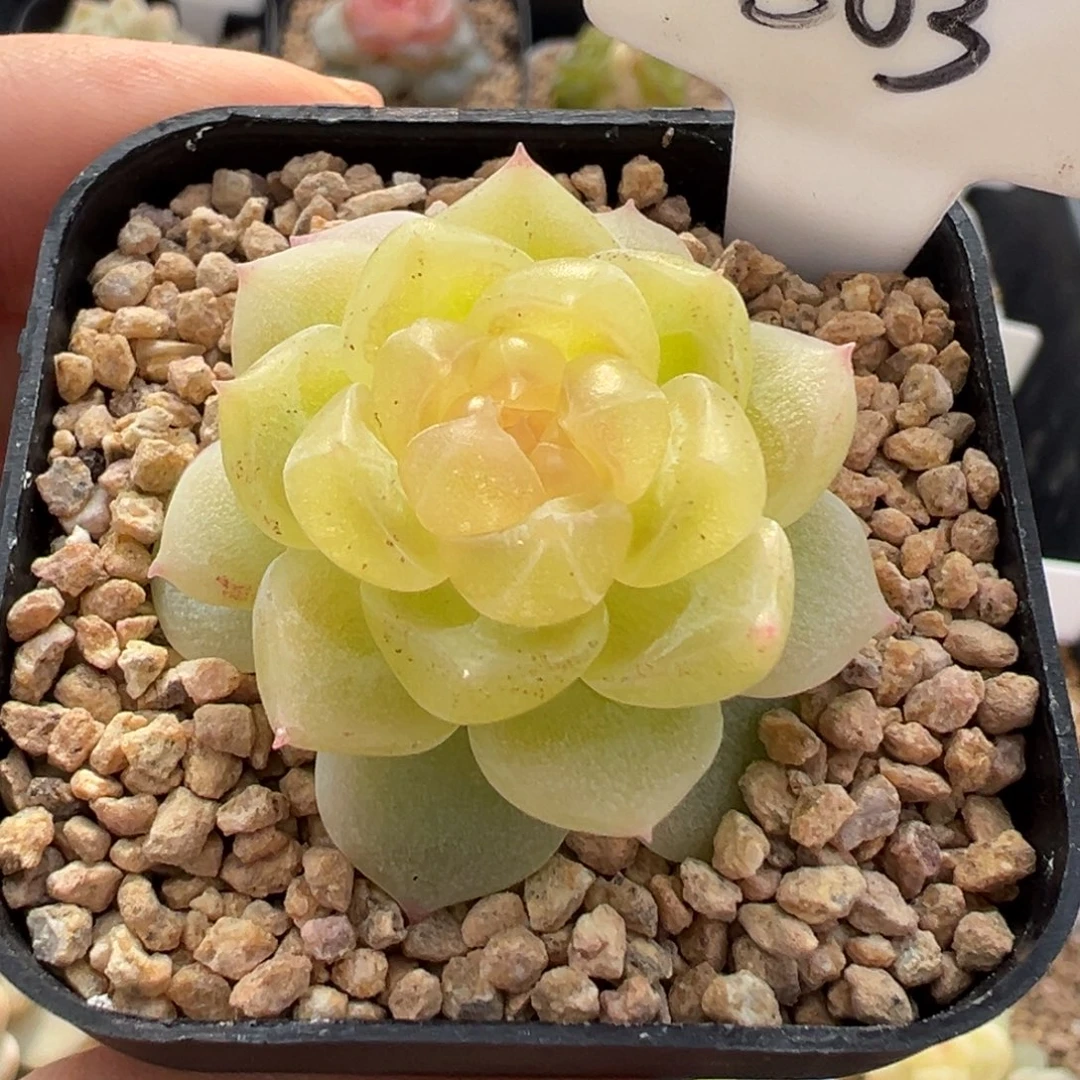 503号财富密码8888