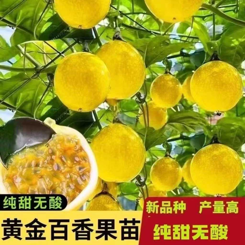 正宗纯甜黄金9号百香果嫁接苗四季结果地栽盆栽南北方网红树果树