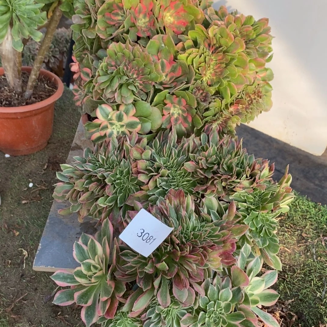 步***花7178号香妃➕女神1颗