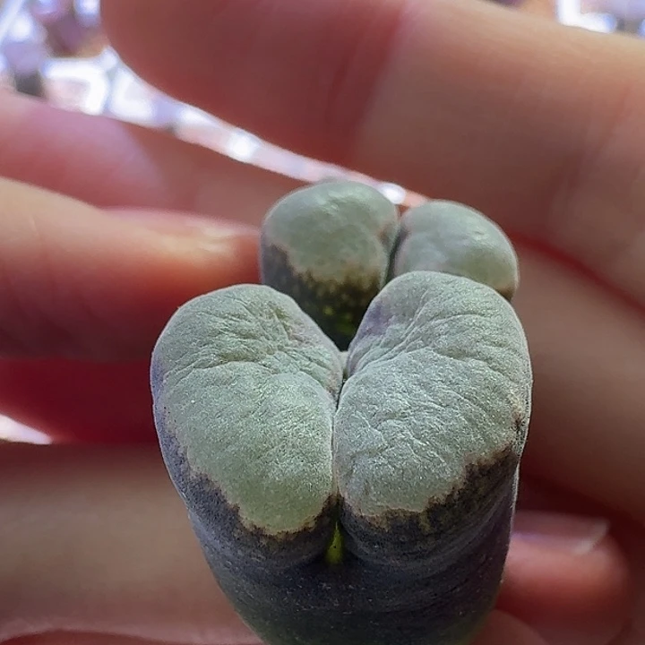 10号双头宽窗风铃一物一拍