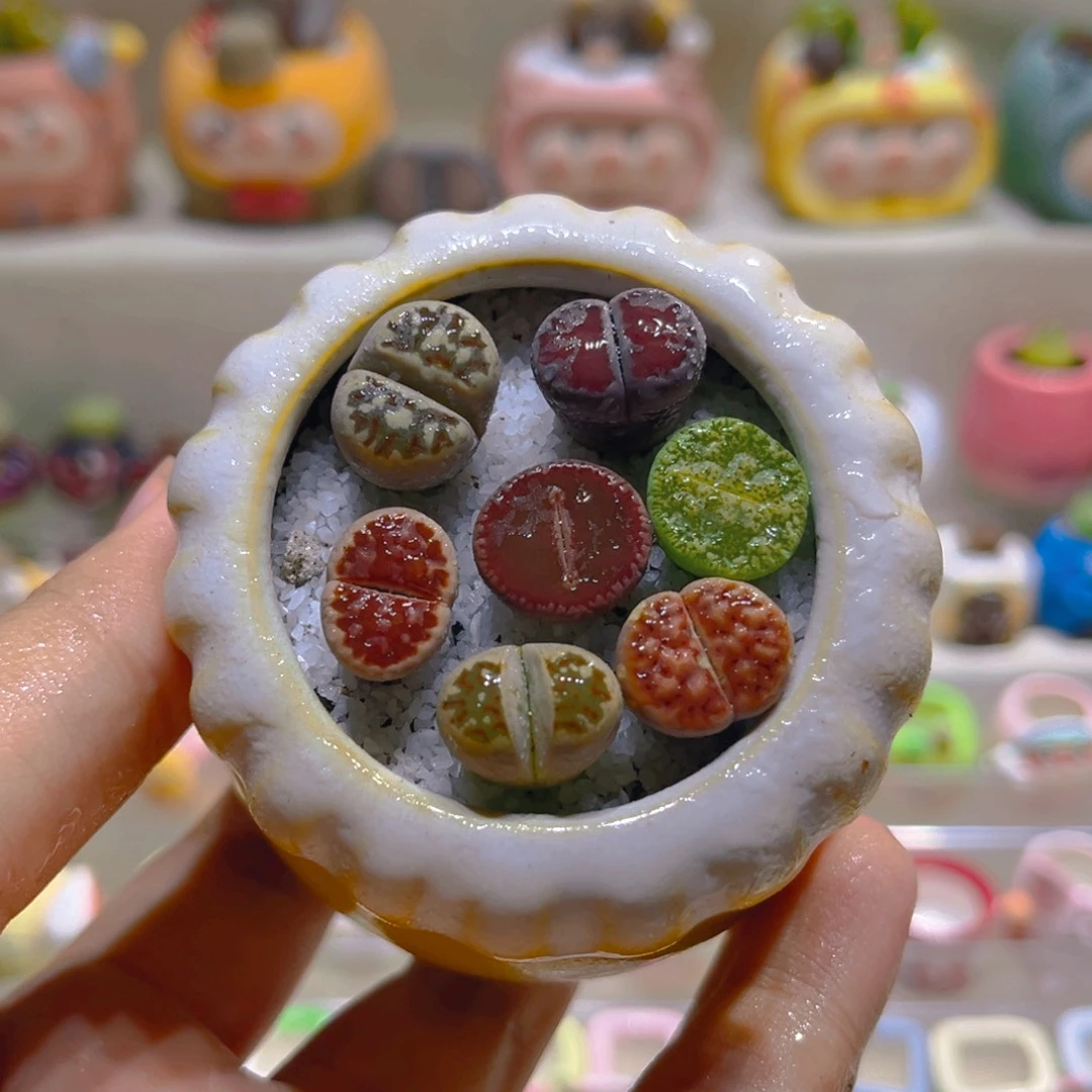 032高端多肉带盆土一套9.9