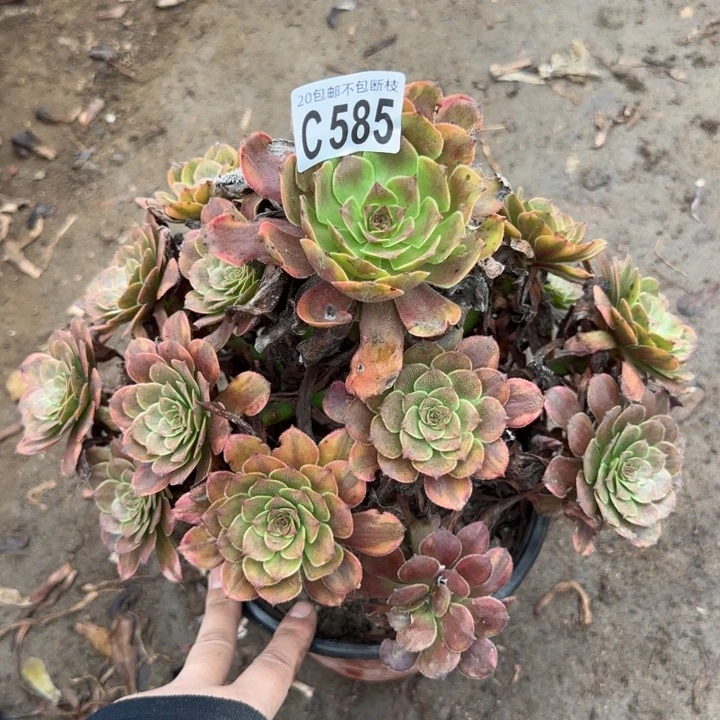 烟花……多肉植物……