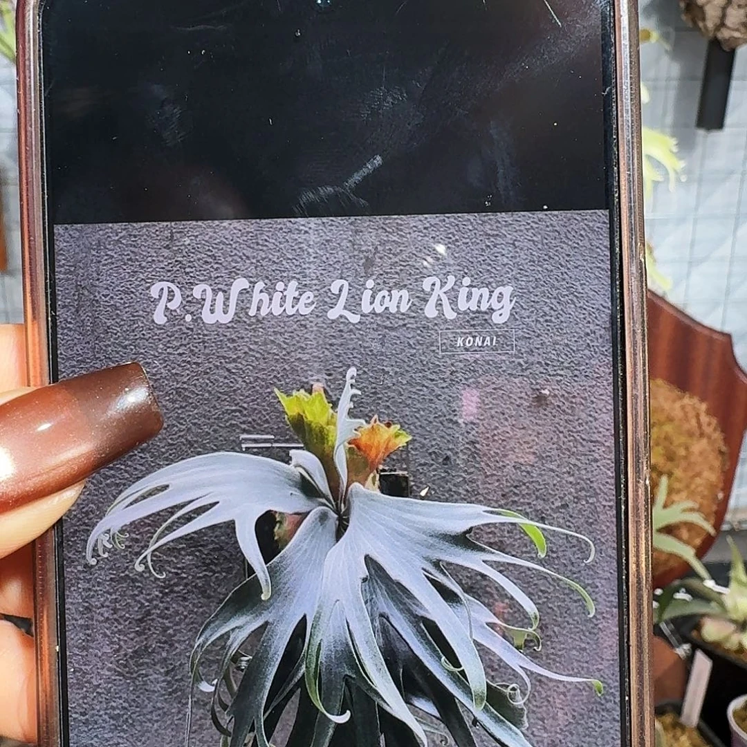 完全开放展示图白狮王