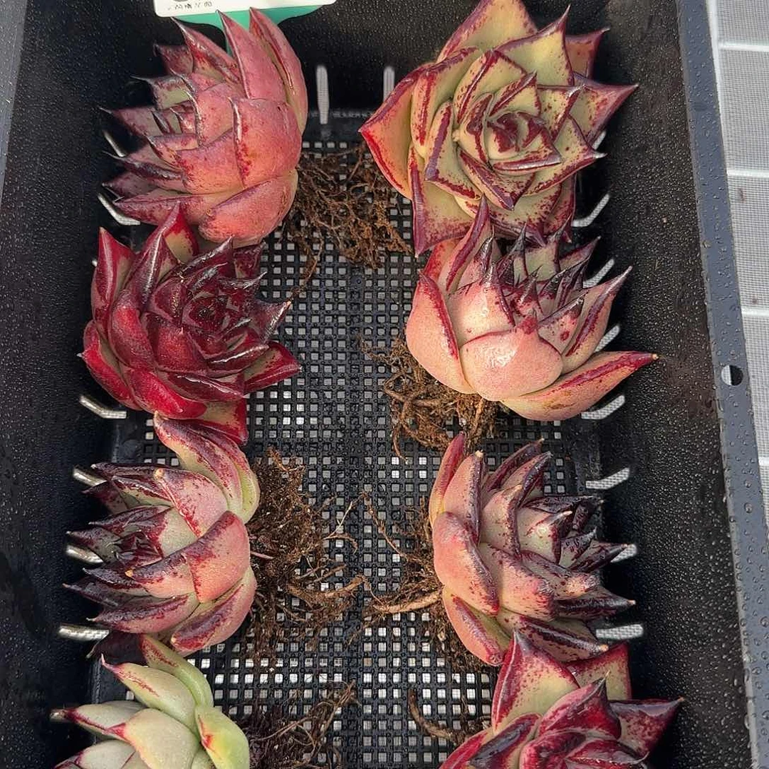 从前慢花园精选0117-18