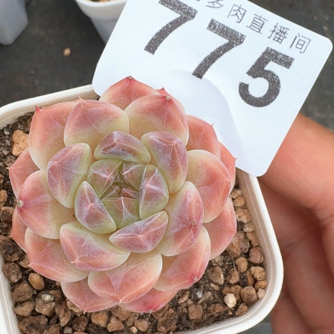 西瓜冰魄            多肉植物