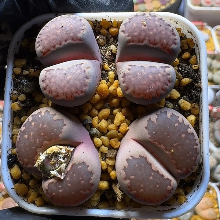 生石花1111122。 127