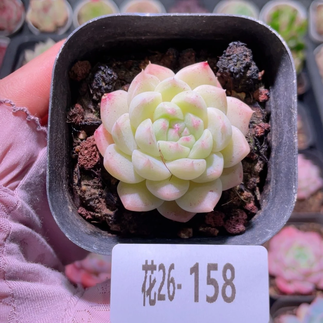 花利美26-158明月心