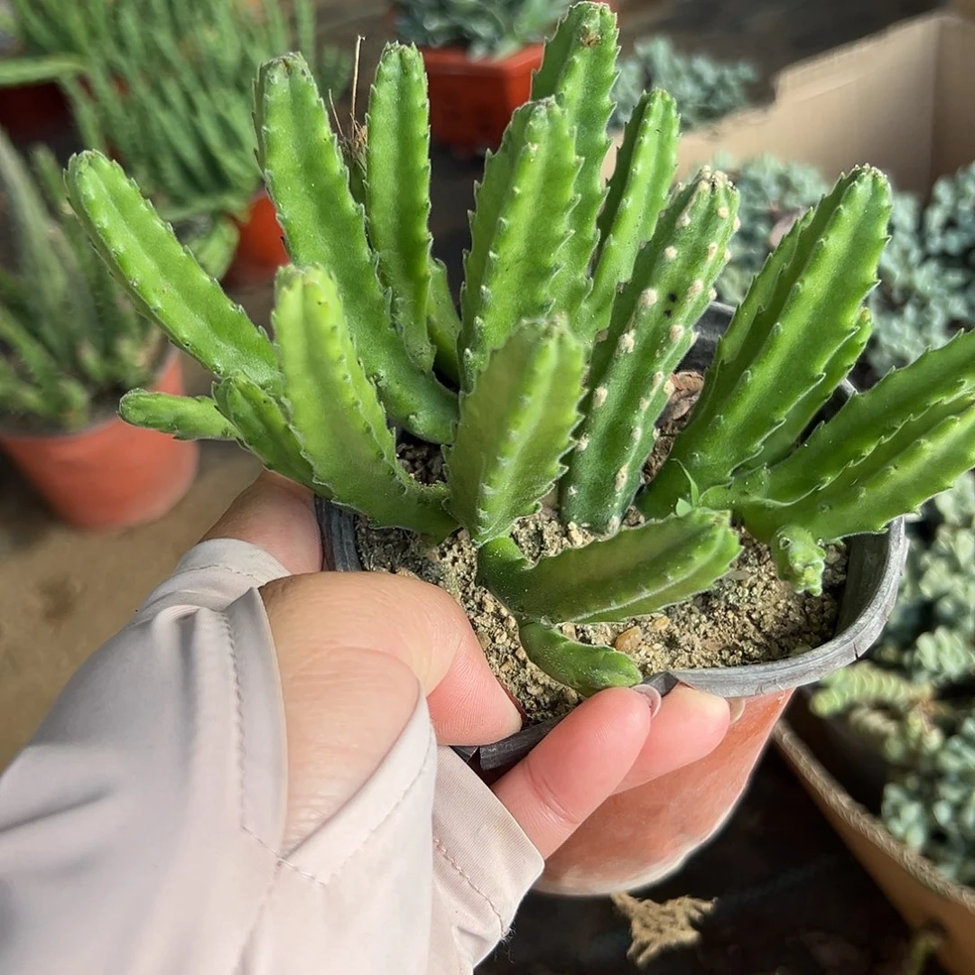 多肉植物多肉植物