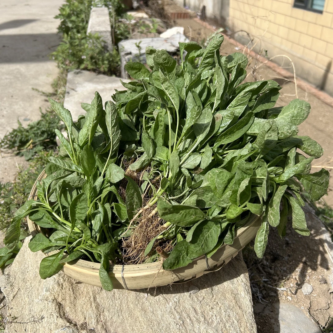 【汉菜苋菜】现摘新鲜农家苋菜