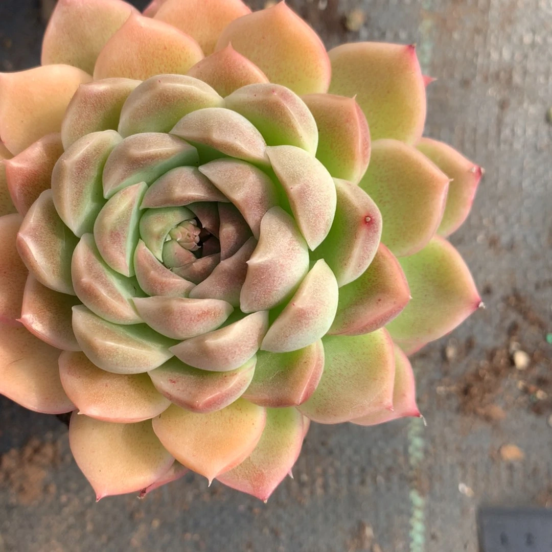 7910杂交多肉植物