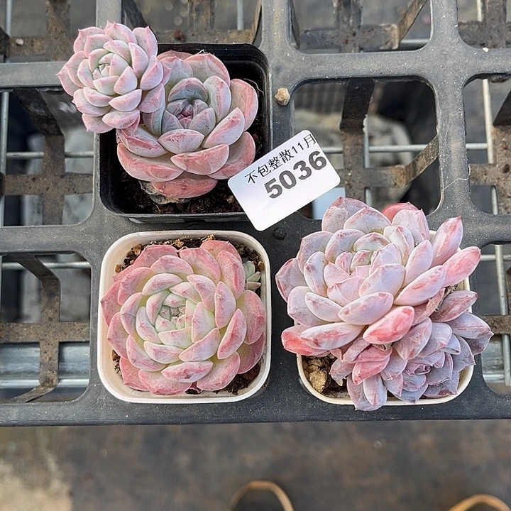 阿雅园艺。      5036三颗