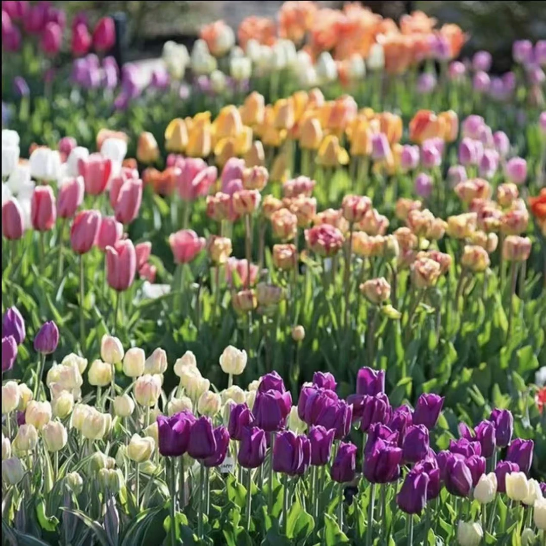 郁金香种球自然球球根花卉大球水培地栽盆栽阳台南北方种植