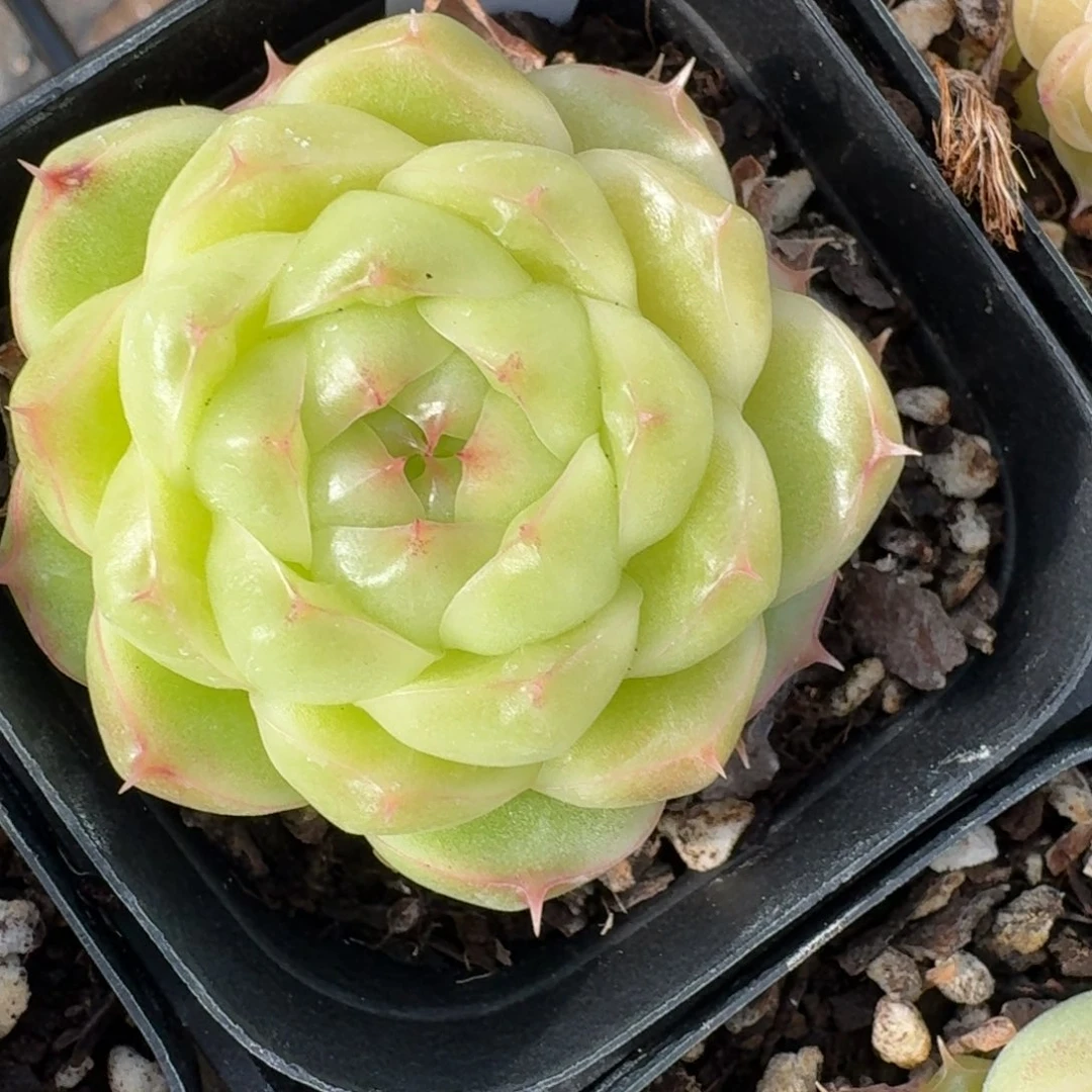 1229-5-包子麦杆单头一颗