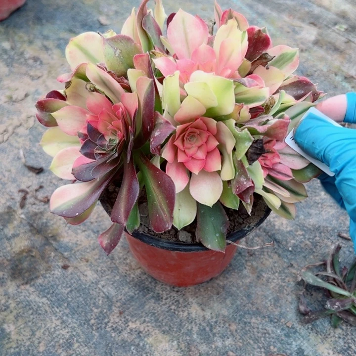 749洛神多肉植物