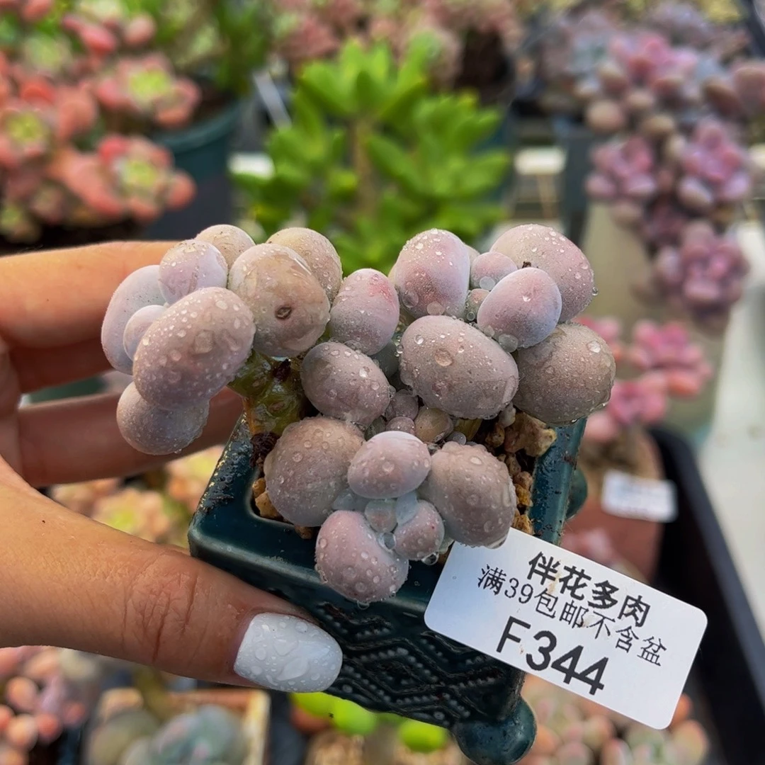 344-芭比奶多肉5cm