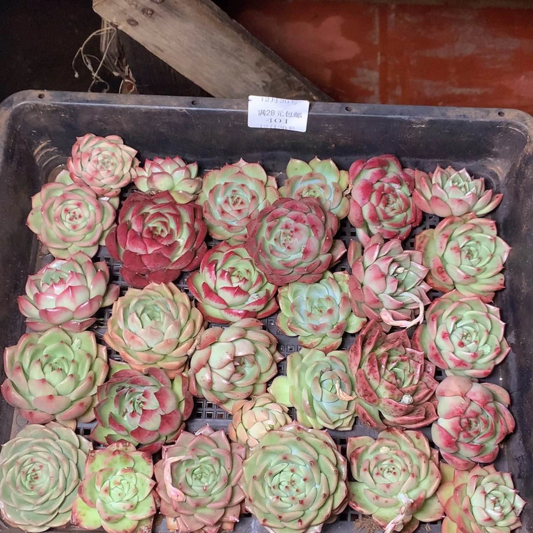 【闪购商品】云401号