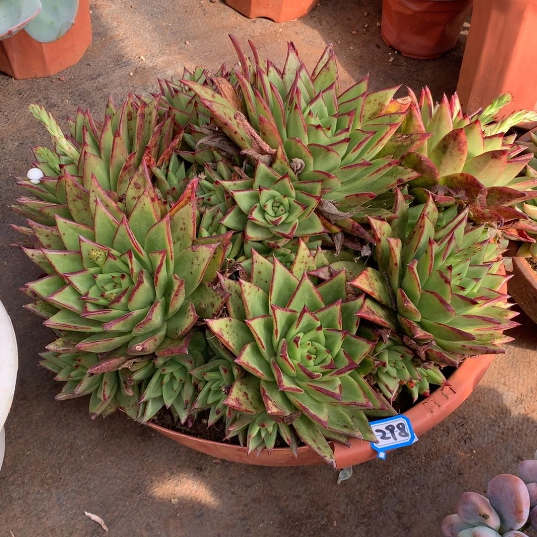 298口红 一物一拍多肉