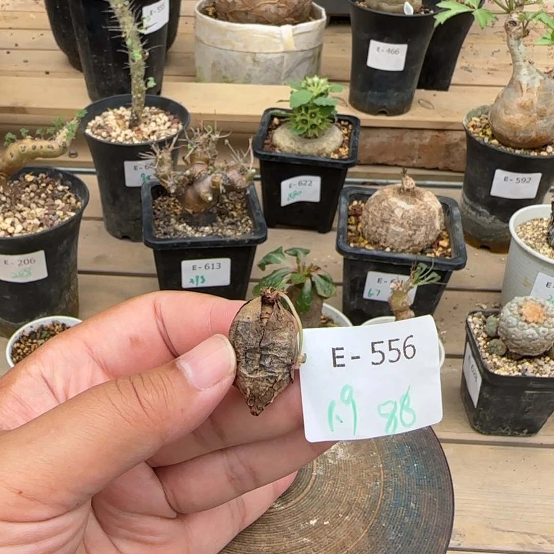 556肾叶洋葵块根植物