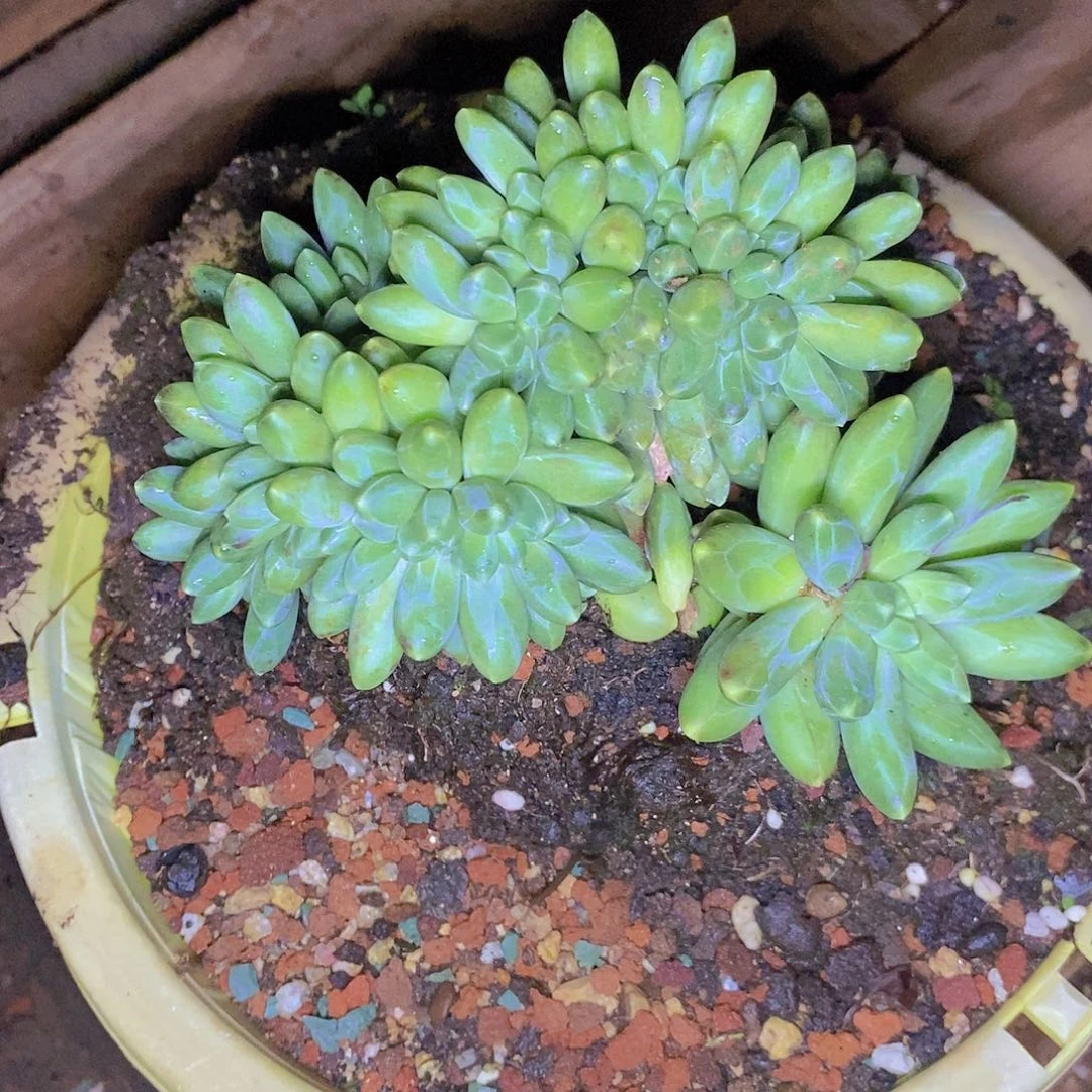 多肉植物美人缀樱38