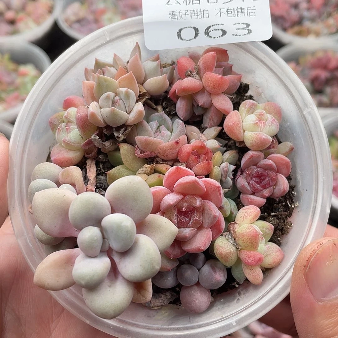 云糖心多肉植物63