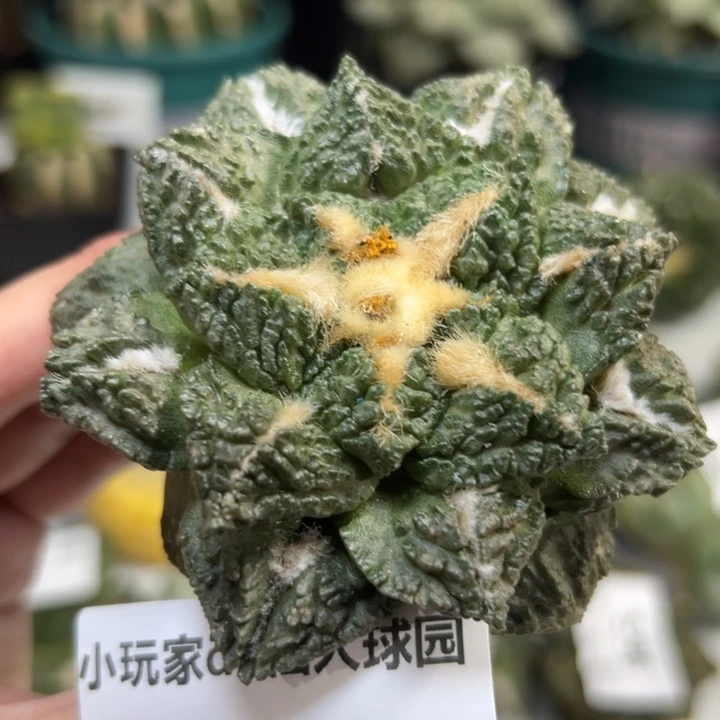 53可帮发根可发货