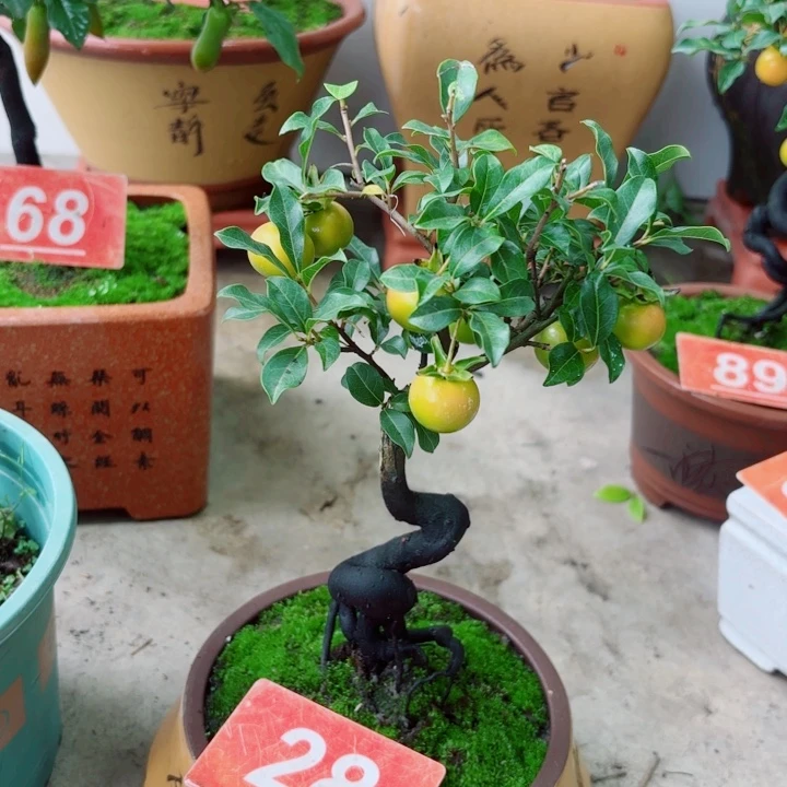 无花朵龙****店金弹子盆景树