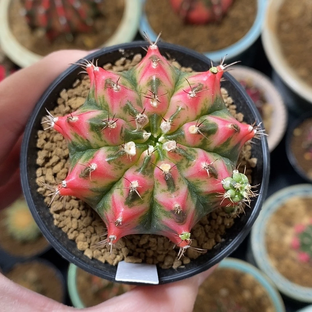 米哈仙人球花蝴蝶侧芽007